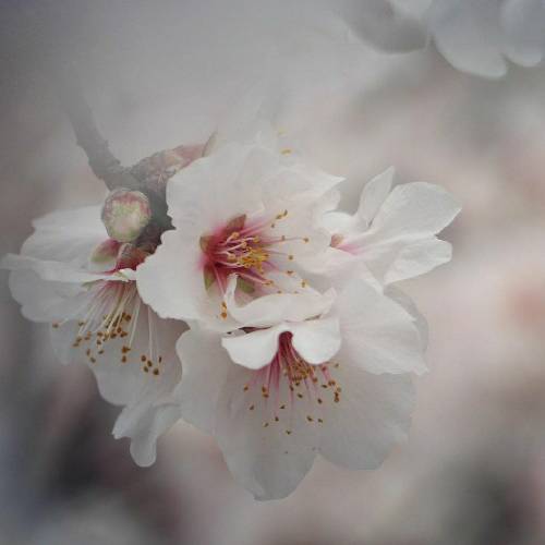 فرهاد فرزین چو مرغی پر کشیدی دور رفتی داداشی